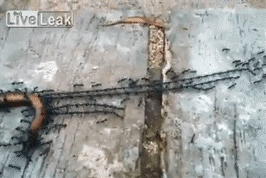 Д.Движняк