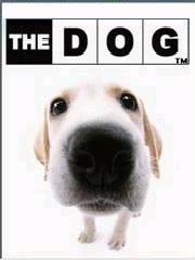 TheDogLabradorRetriever