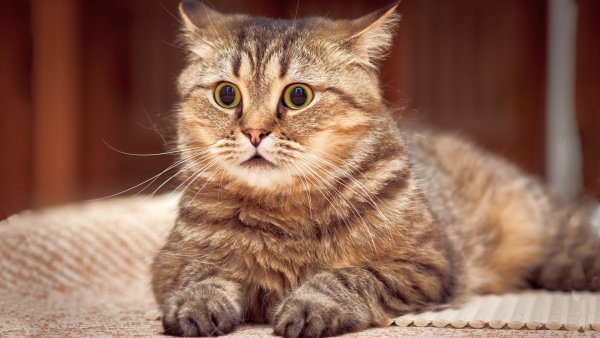Взгляд полосатого кота