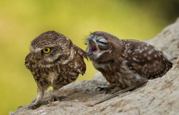 Домовой сыч