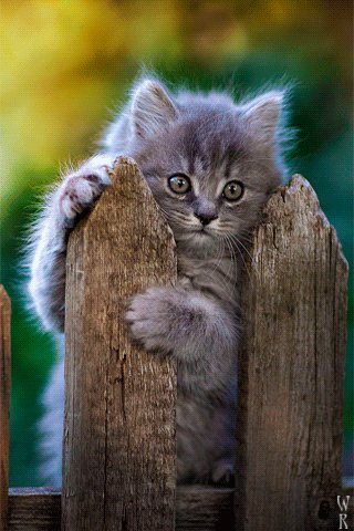 file_78034832