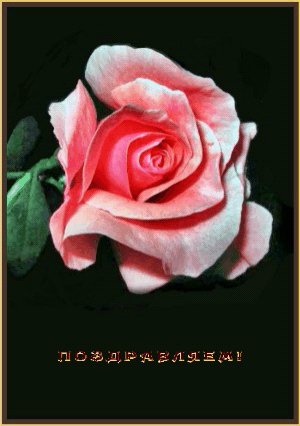 СДРРозаПожелания