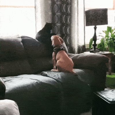 Милота)