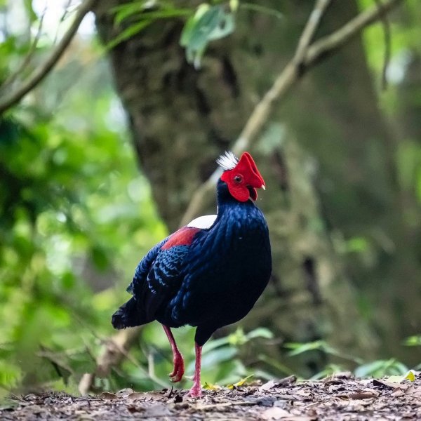 Тайваньский фазан Swinhoe's Pheasant