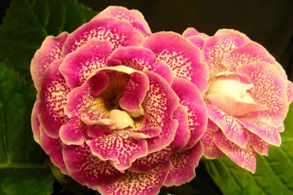 Глоксиния - секреты ухода