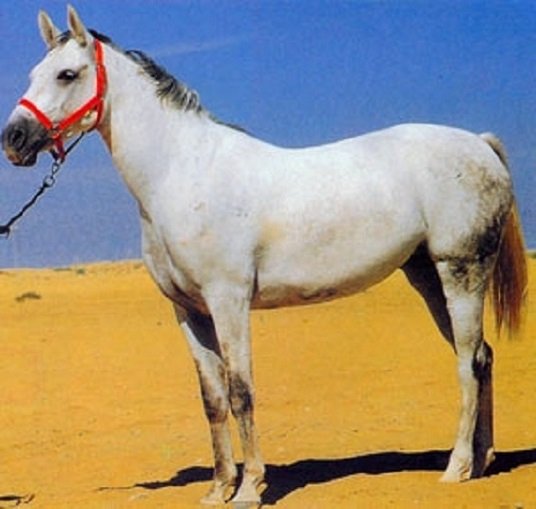 Терская порода лошадей (2)