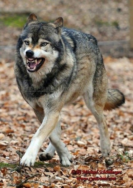 A0ffdb9146454ae9a5e801f507342f06