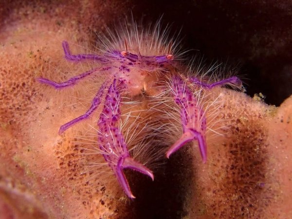 РОЗОВЫЙ ВОЛОСАТЫЙ ОМАР