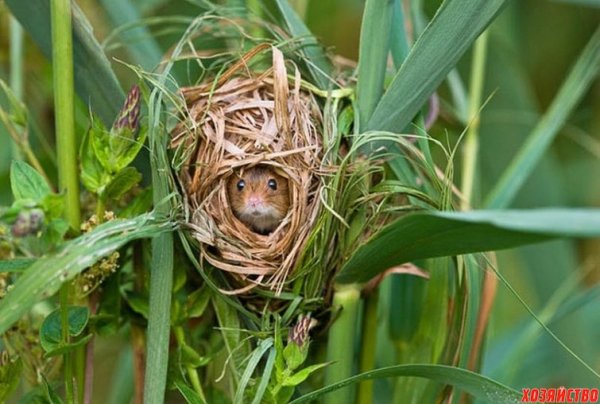 От грызунов