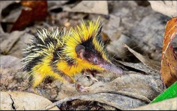 Так выглядит мадагаскарский йожик