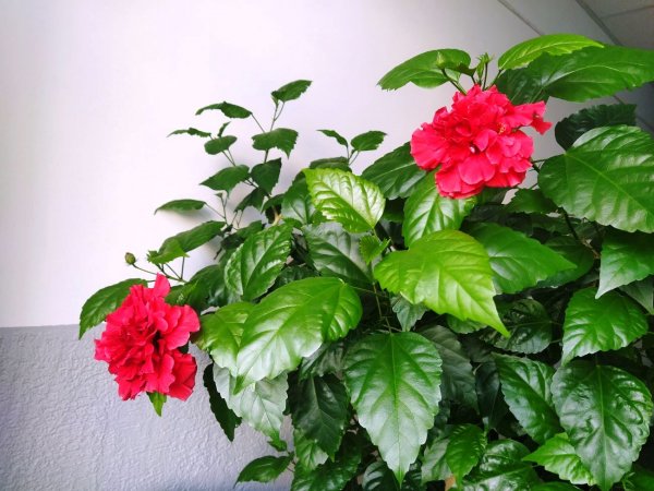 Гибискус Гамбург (Hamburg)