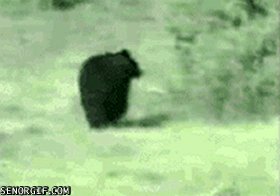 кот гоняет медведя
