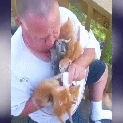 Кошачий батя