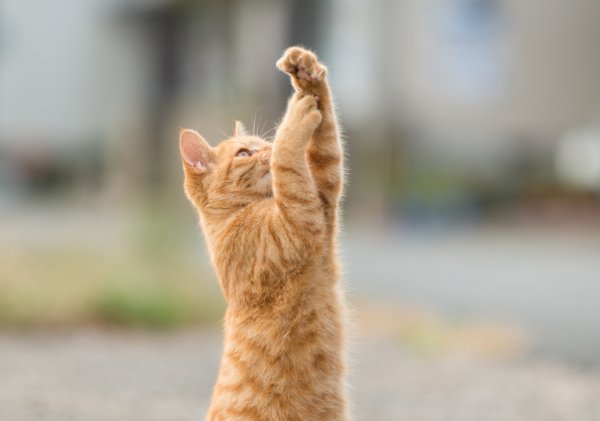 Kisa-kote-koshka-ryzhiy