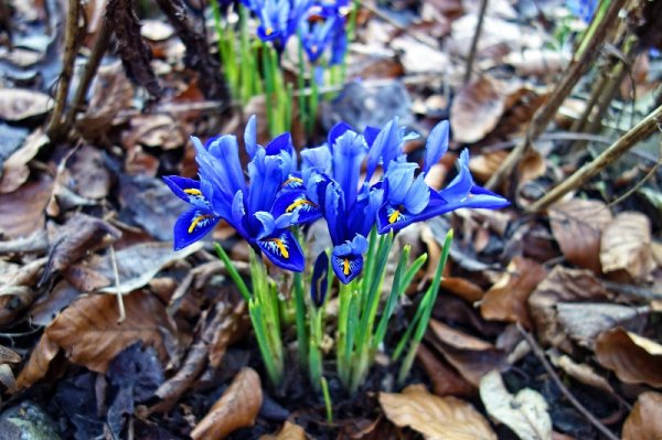 nettled-iris-3221133 1920