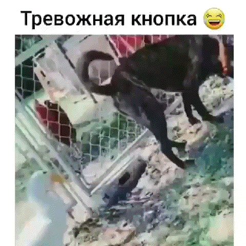 Последний кусь)