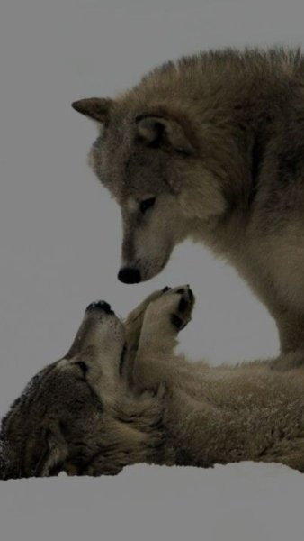 bf485fe42ff7c0fd90c50b2b8e4