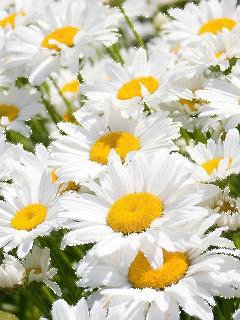 file_63394249