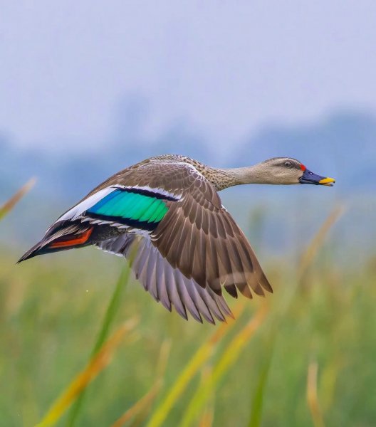 ПЕСТРОНОСАЯ КРЯКВА
