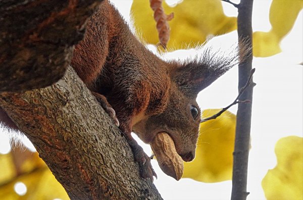 A Mouthful of happiness (45732989302)