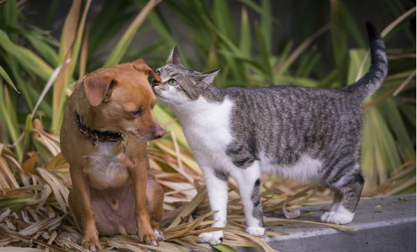 Собака и Кошка