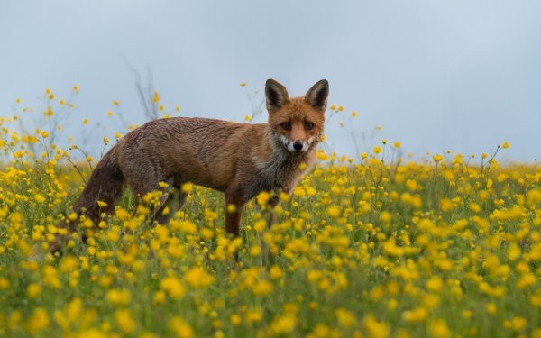 Springtime Animals 4
