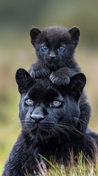 Ca21c464324235b7a3c65adf1472468b