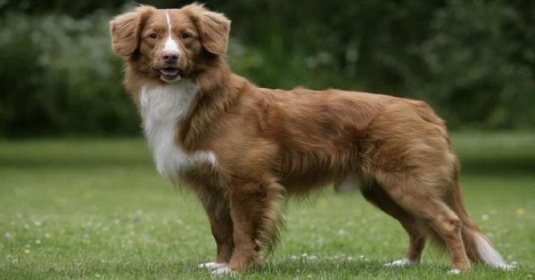 Новошотландский ретривер (2)