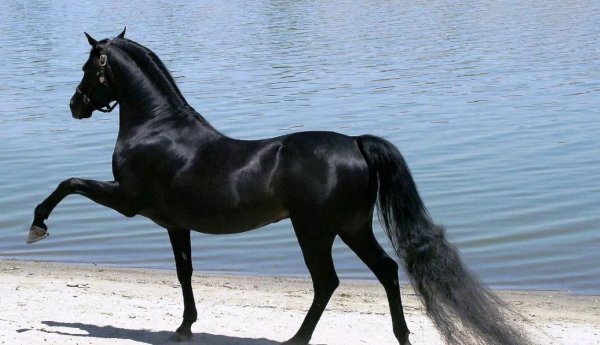 Лошадь Арабская (вороная)