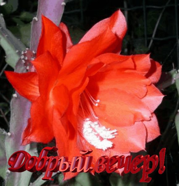 Добрый вечер