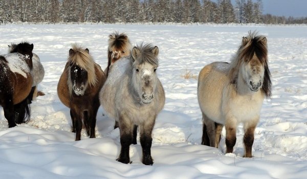 Якутская лошадь