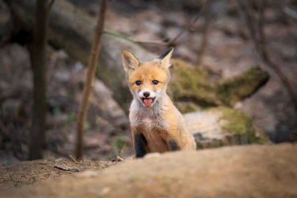 file_96591603