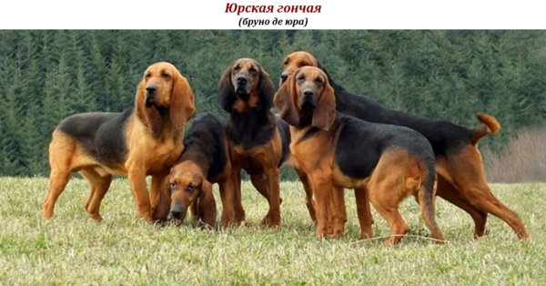 Юрская гончая (бруно де юра)