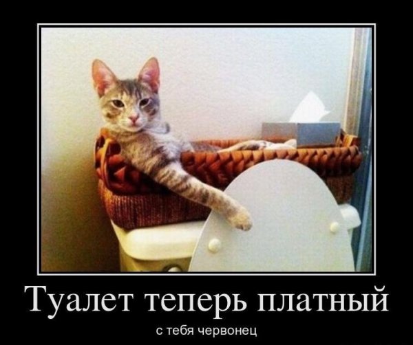 Туалет теперь платный...