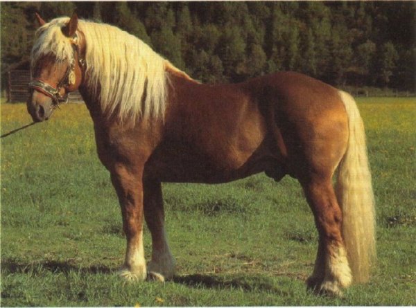 Норикийская порода лошадей (3)