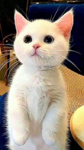 Белый котёнок