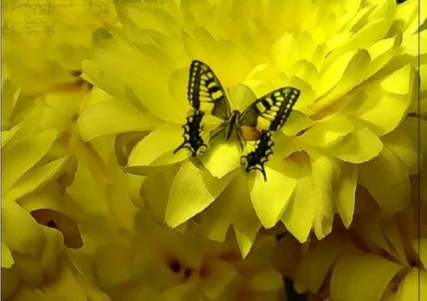 file_89553786