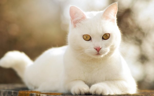 белая белый кошка кот..file