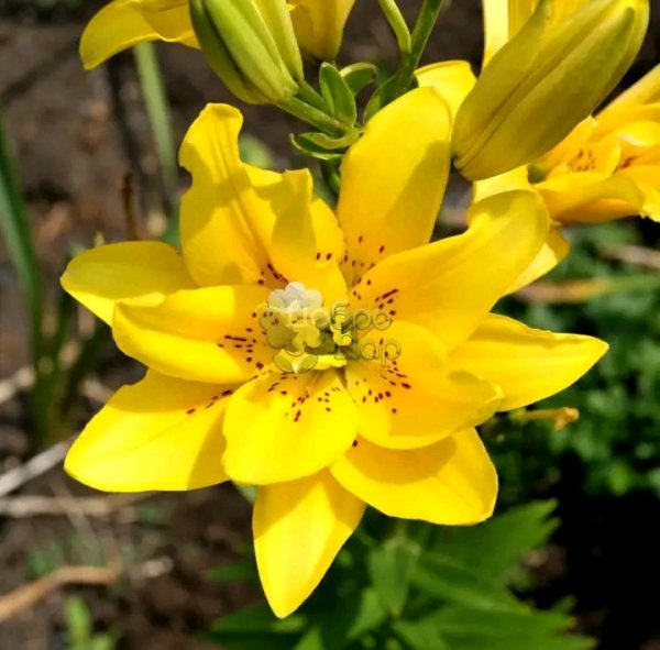 file_96291696
