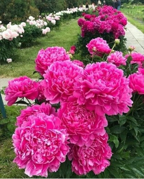 IMG 20190805 141033