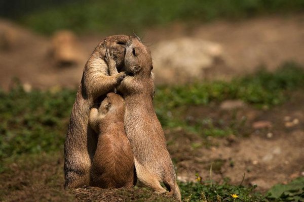 animalparents16