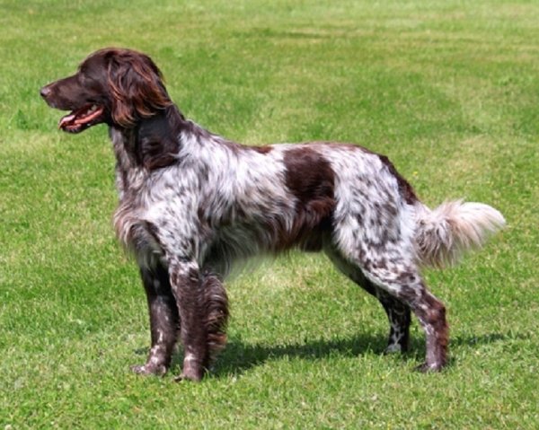 Мюнстерлендер малый