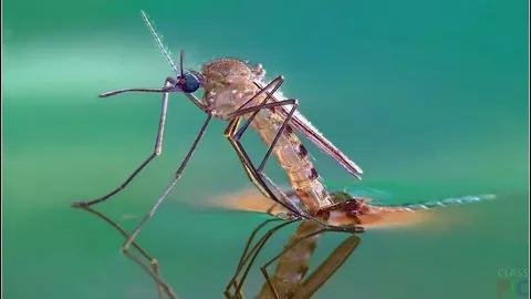 Писк комара