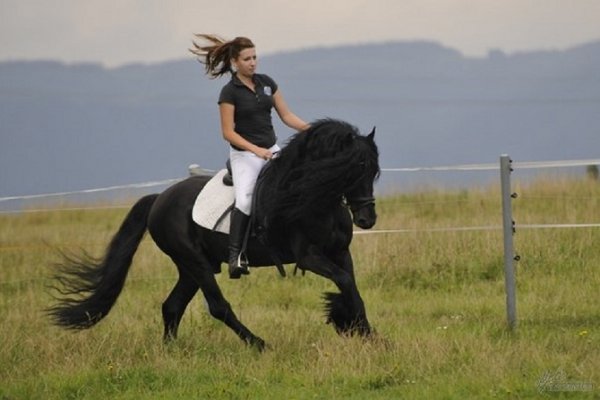 Фелл (пони) (3)