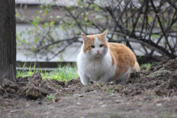 1TkzEPMPSsiMrPz5cVxQ9 uGjAkkxYE7zNec6m7xmMC9VqR5UpTLG4 Wm6H7