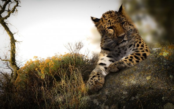 Classy Wallpapers 525 057