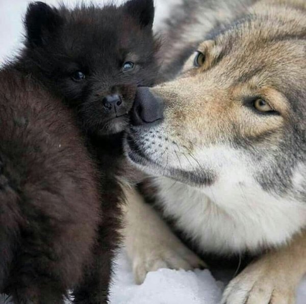 volf