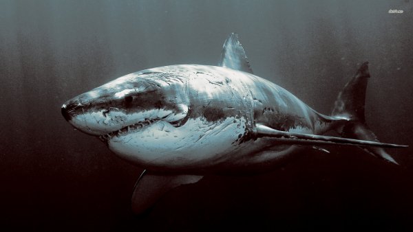 shark-wallpaper-9