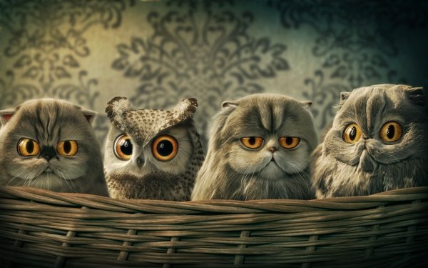 art-koshka-sova-korzina