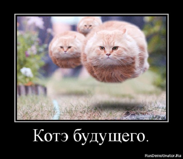 Котэ будущего